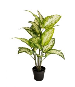 Holly Collection | Potted Dumb Canes Plant | 93cm