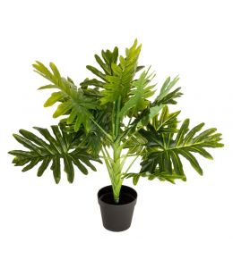 Holly Collection | Potted Monstera Plant | 70cm